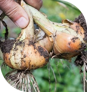 Onion Seeds1