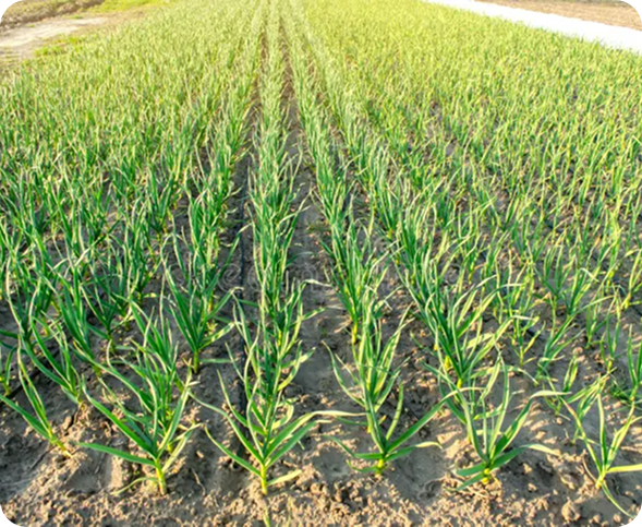 Pure Agriculture and Organic Form